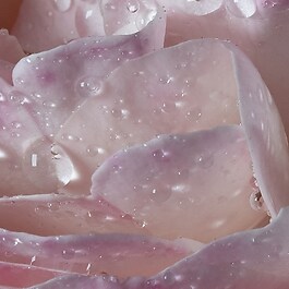 L'eau À la rose - Eau de toilette